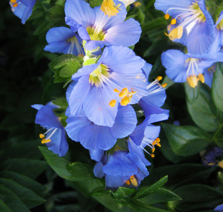 Polemonium caeruleum <p>‘Blue Pearl’ <p>BLUE PEARL JACOB’S LADDER <p>SALE: Buy 1 get 2</p>