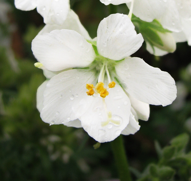 Polemonium caeruleum f. album <p>WHITE PEARL JACOB’S LADDER <p>SALE: Buy 1 get 2 packs</p>