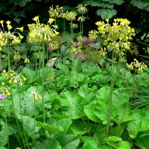 Primula florindae <p>GIANT TIBETAN COWSLIPS</p>No WA