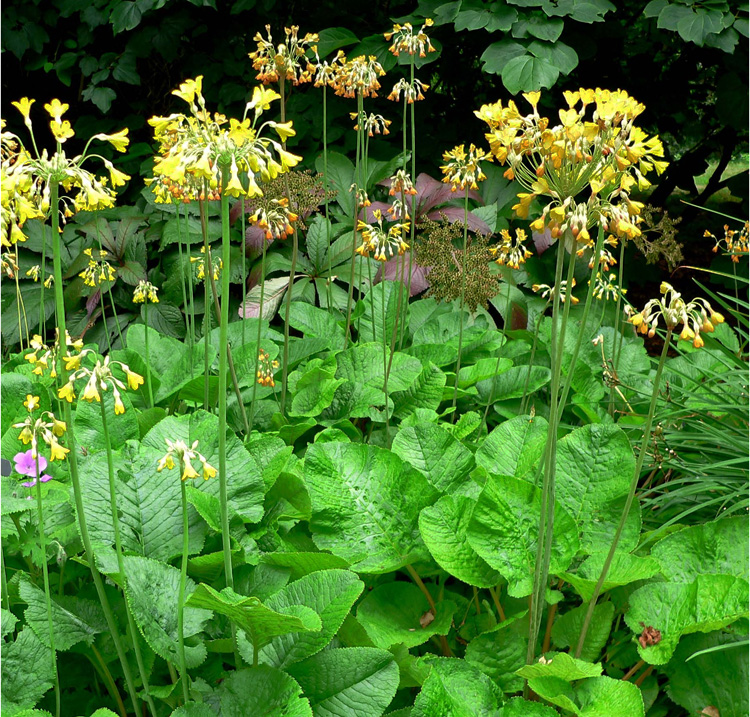 Primula florindae <p>GIANT TIBETAN COWSLIP</p>
