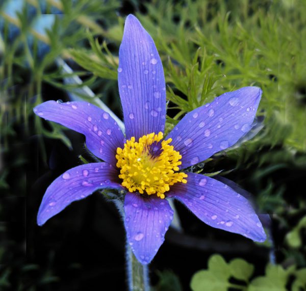 Pulsatilla vulgaris <p>'Blaue Glocke' <p>VIOLET PASQUE FLOWER<p>SALE: Buy 1 get 2 packs</p>