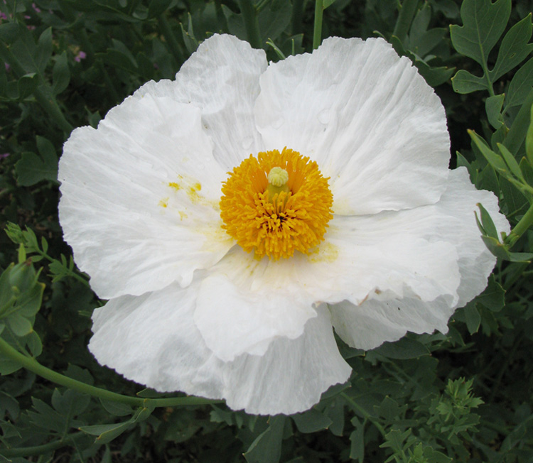 Romneya coulteri <p>CALIFORNIAN TREE POPPY</p>