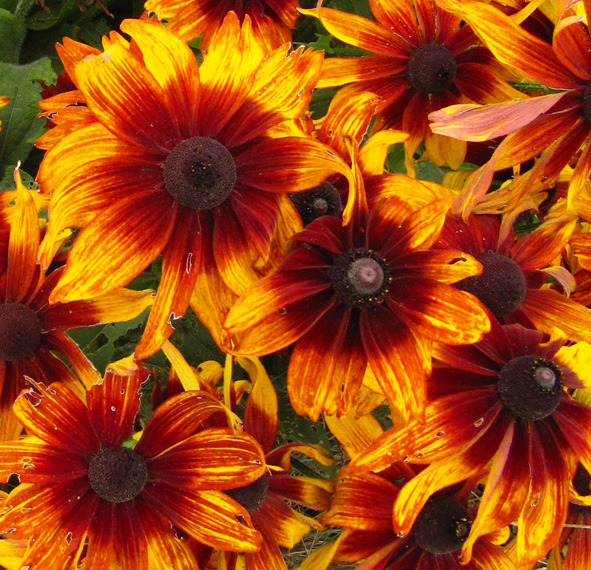 Rudbeckia hirta <p>‘Autumn Colours’ <p>AUTUMN COLOURS CONEFLOWERS <p>SALE: Buy 1 get 2 packs</p>