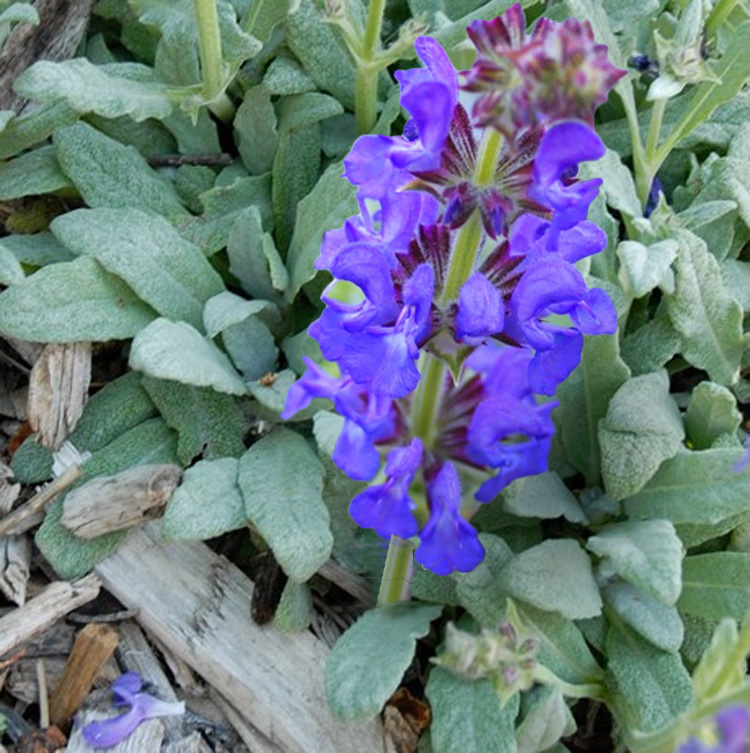 Salvia daghestanica <p>‘Platinum’ <p>PLATINUM SAGE</p>