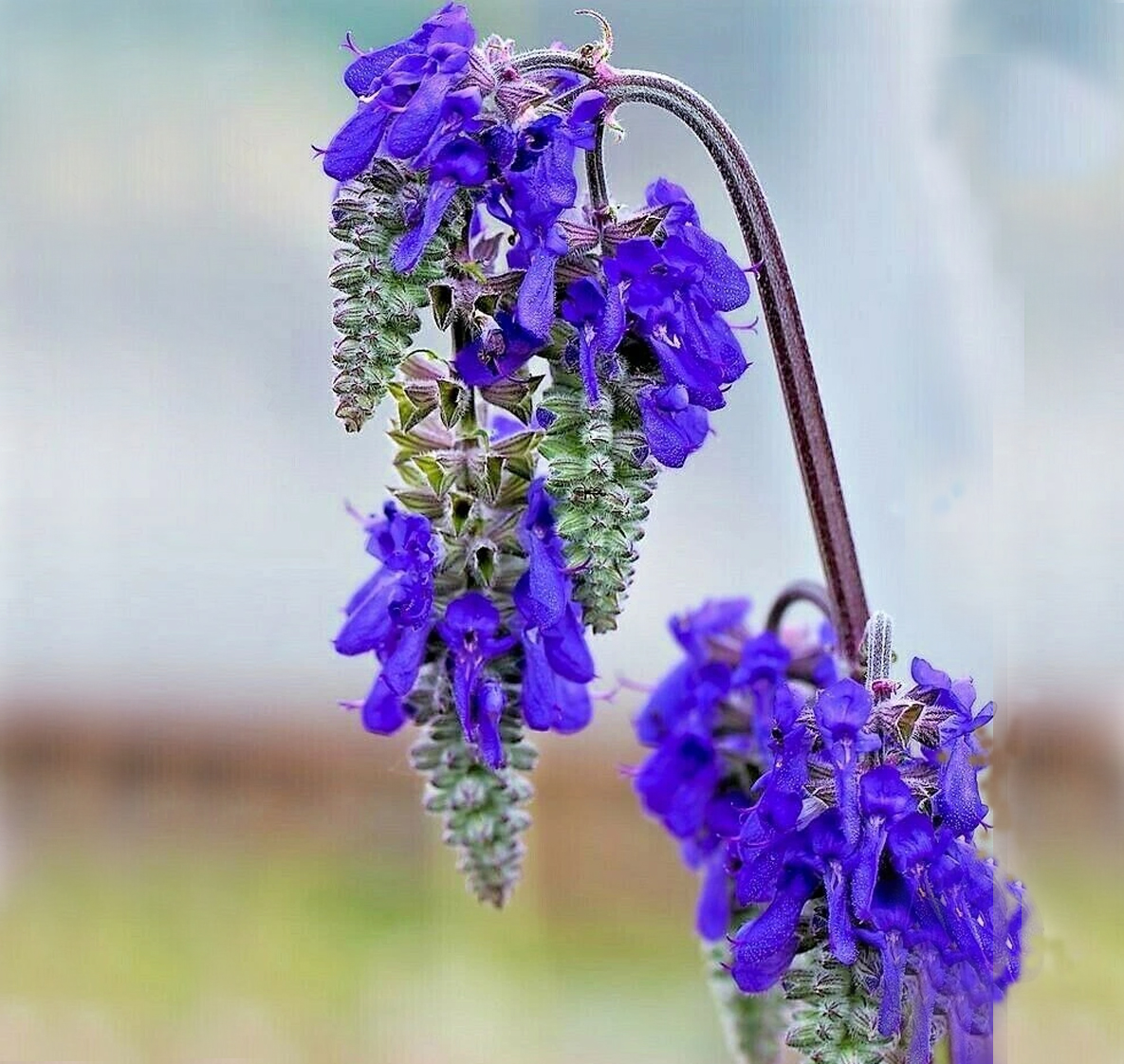 Salvia nutans <p>NODDING SAGE</p>