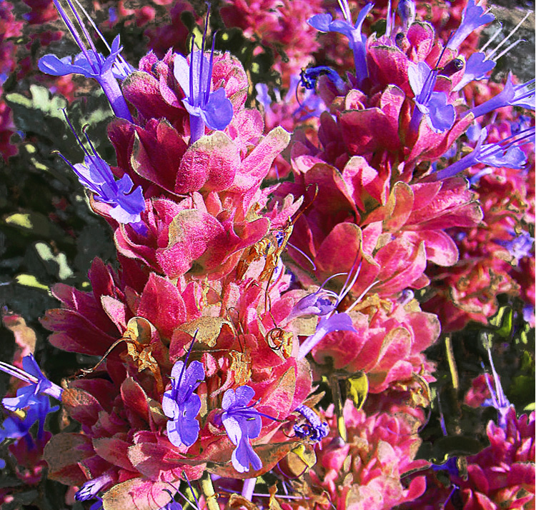 Salvia pachyphylla <p>MOJAVE SAGE</p>