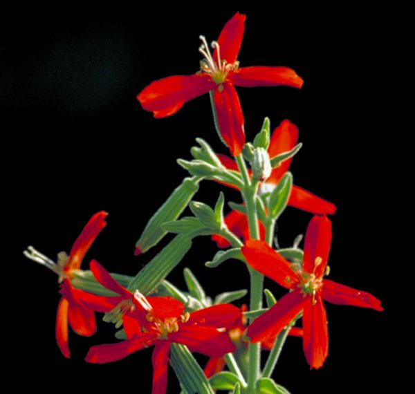 Silene regia <p><p>ROYAL CATCHFLY</p>