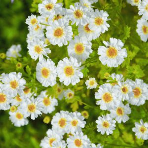 Tanacetum parthenium <p>‘Aureum’ <p>GOLDEN MOSS FEVERFEW</p>