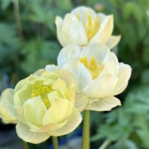 Trollius x cultorum <p>‘New Moon’ <p>NEW MOON GLOBE FLOWERS</p>