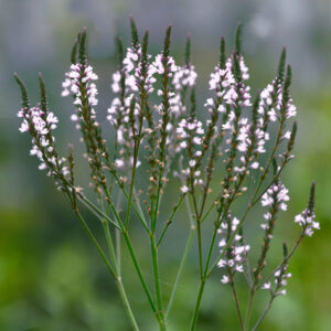 Verbena hastata 'Alba' <p>WHITE SPIRES VERVAIN</p>