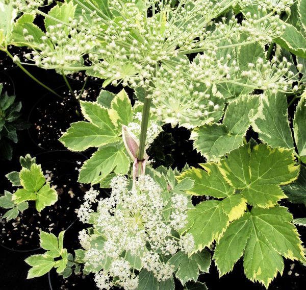 Peucedanum ostruthium <p><p>FRAGRANT MASTERWORT</p>
