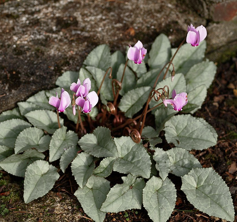 Cyclamen hederifolium 'Silver Leaf' <p>SILVER LEAF CYCLAMEN</p>