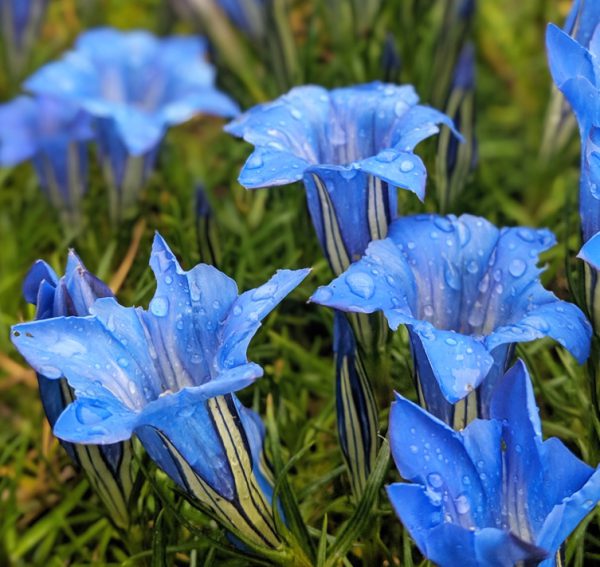 Gentiana cachemirica <p><p>KASHMIR GENTIAN</p>
