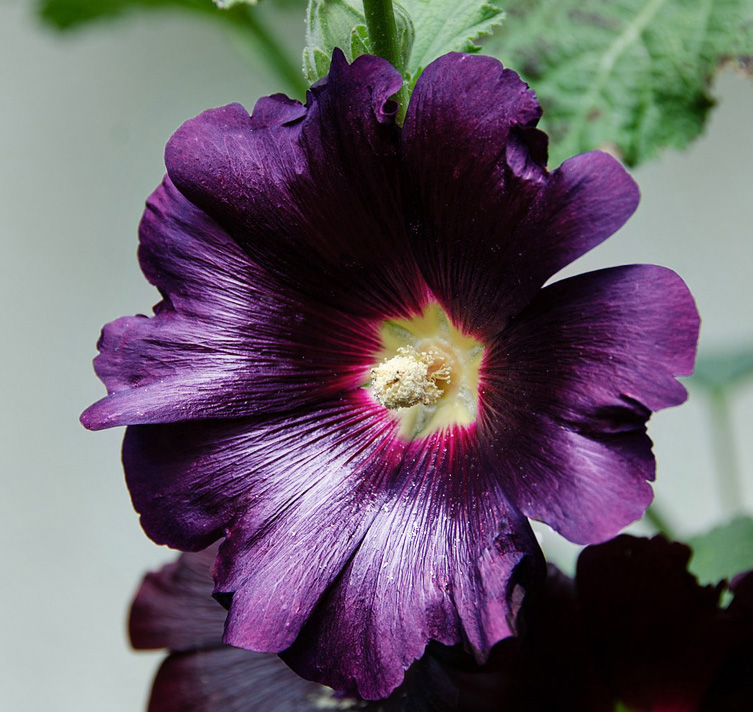 Alcea rosea 'Purple Rain' PURPLE RAIN HOLLYHOCKSALE: Buy 1 get 2 packs -  SeedScape
