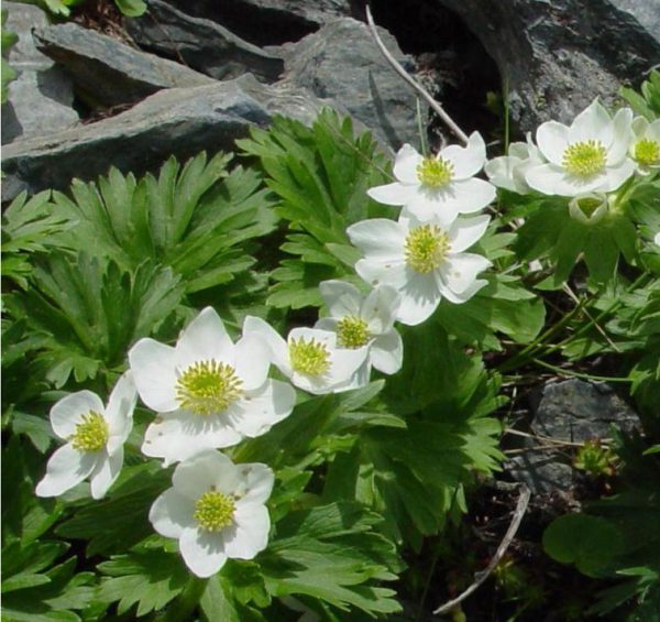 Anemone narcissiflora <p><p>NARCISSIS ANEMONE</p>