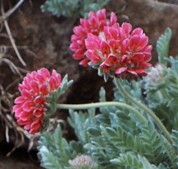 Anthyllus montana <p>'Rubra' <p><p>RED KIDNEY VETCH<p>SALE: Buy 1 get 2 packs</p>