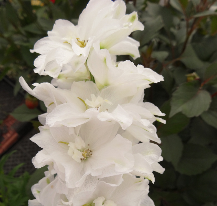 Delphinium elatum <p>'Double Innocence'<p><p>DOUBLE INNOCENCE DELPHINIUM</p>