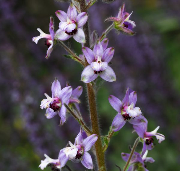 Delphinium requienii <p><p>REQUIN'S BEE DELPHINIUM</p>