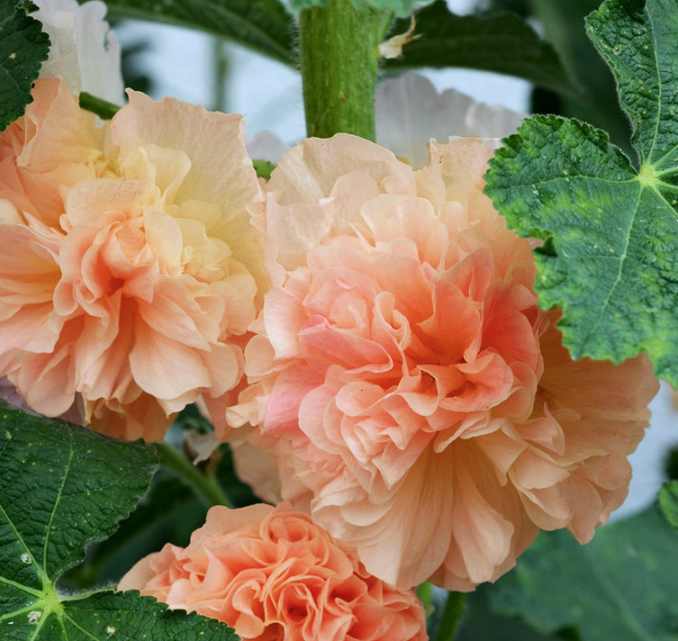 Alcea rosea 'Chater's Chamois' CHAMOIS HOLLYHOCK - SeedScape