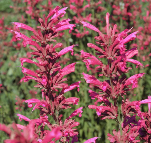 Agastache cana 'Heather Queen' - SeedScape