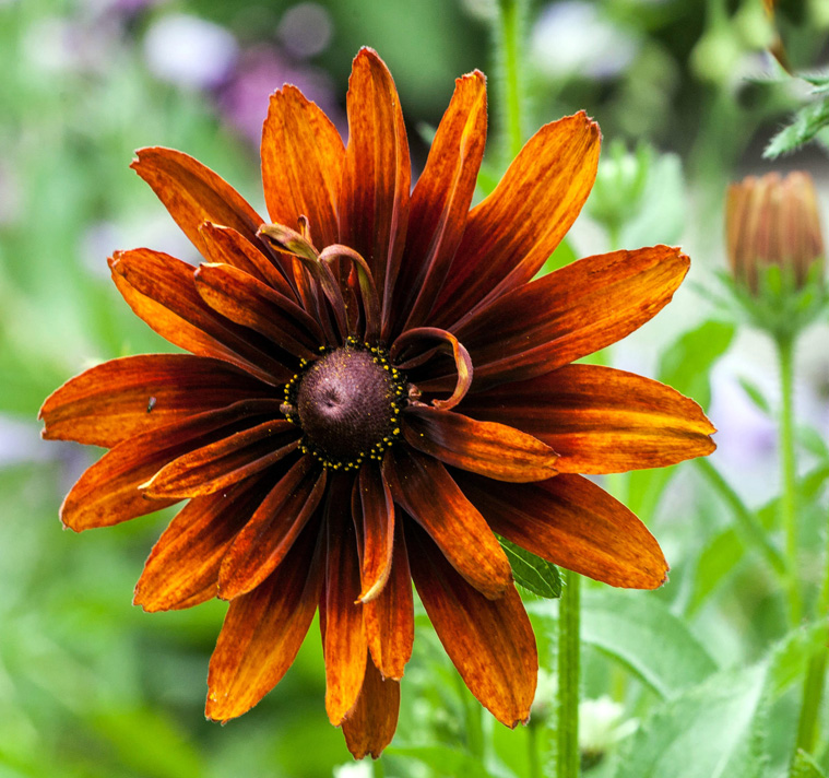 Rudbeckia hirta <p>'Cappuccino' <p>CAPPUCCINO CONEFLOWER</p>