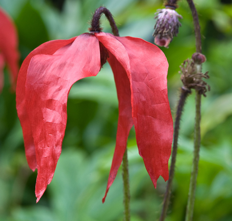 Meconopsis punicea <p><p>SICHUAN SILK POPPY</p>