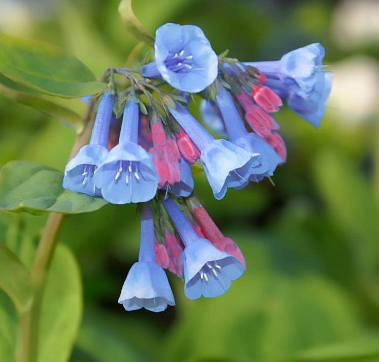 Mertensia virginica <p>VIRGINIA BLUEBELLS <p>No WA</p>
