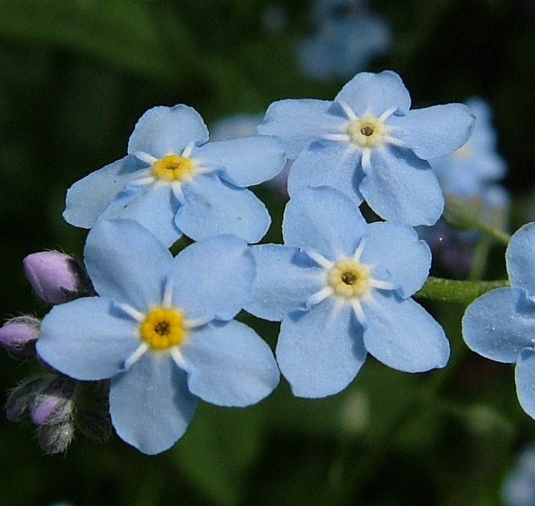 Myosotis sylvatica compacta 'Victoria light-blue' - SeedScape