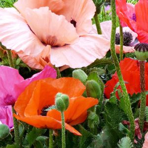 Papaver orientale nana <p>'Pizzicato' <p>MIXED DWARF POPPIES</p>