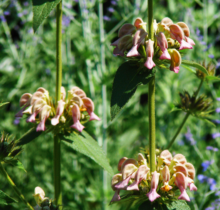 Phlomis samia <p>GREEK <p>JERUSALEM SAGE <p>SALE: Buy 1 get 2 packs <p>No WA</p>