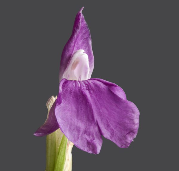 Roscoea auriculata <p><p>SIKKIM GINGER</p>