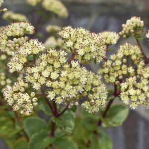 Sedum telephium <p>ssp. maximum <p>CREAM STONECROP<p>No WA</p>