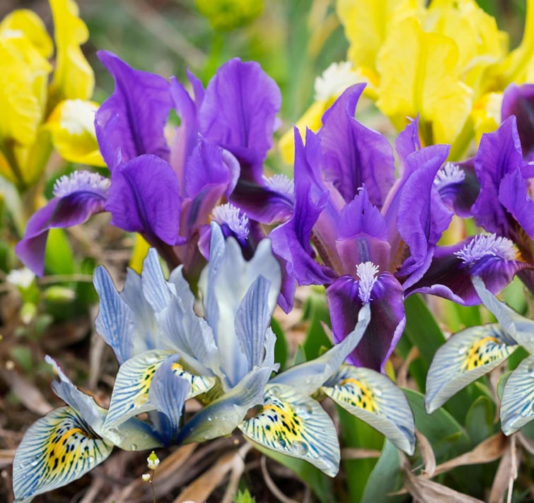 Iris pumila <p>PYGMY IRIS <p>No WA</p>