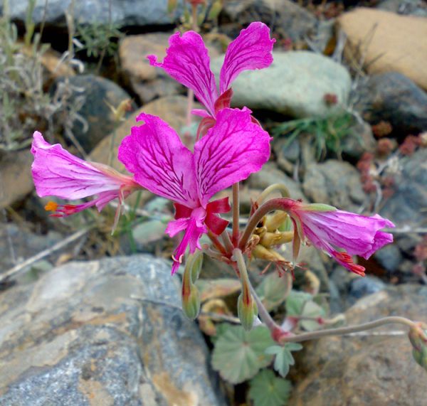 Pelargonium endlicherianum <p><p>TURKEY STORK'S BILL</p>