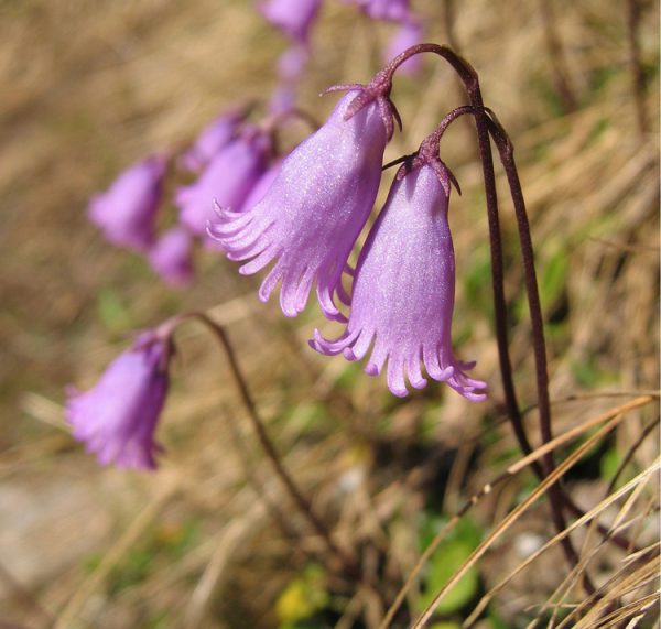 Soldanella pusilla <p><p>DAINTY SNOWBELLS</p>