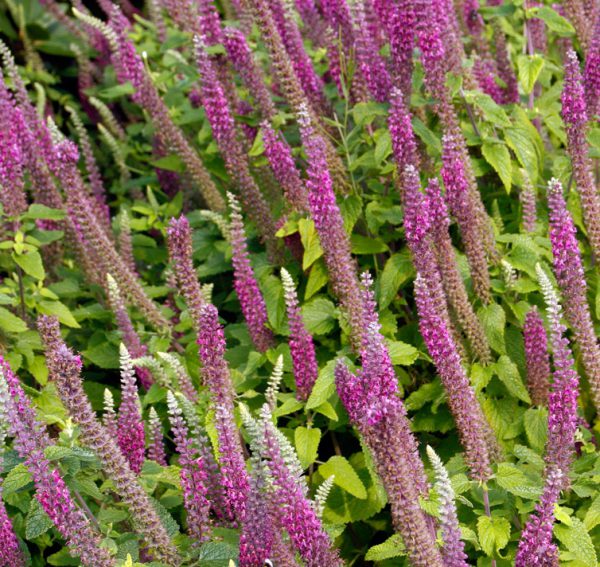Teucrium hircanicum <p>'Purple Tails' <p><p>PLUM WOOD SAGE</p>