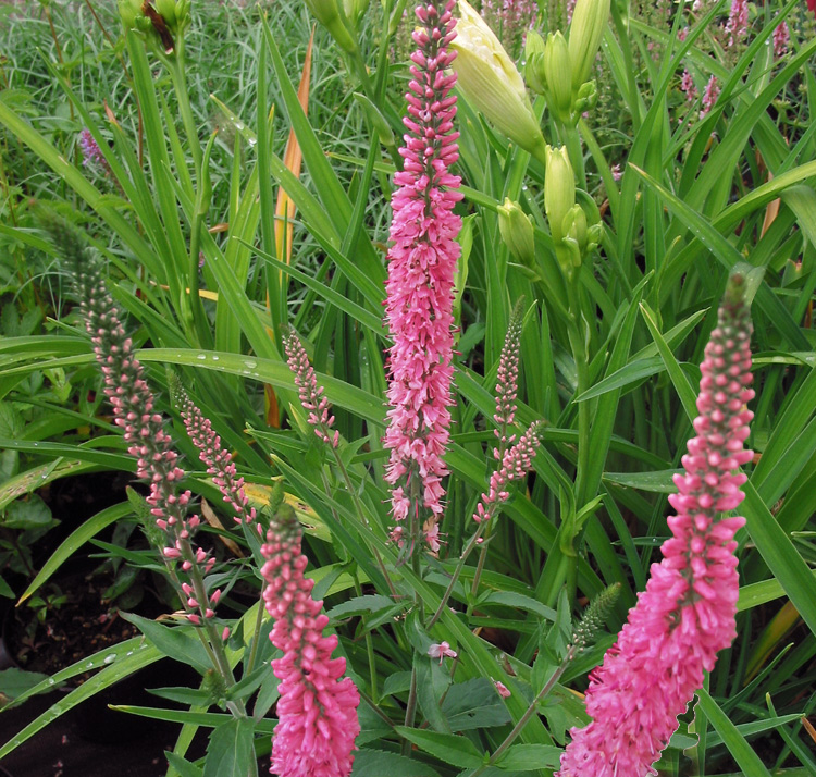 Veronica longifolia 'Pink Shades'PINK SPEEDWELL - SeedScape