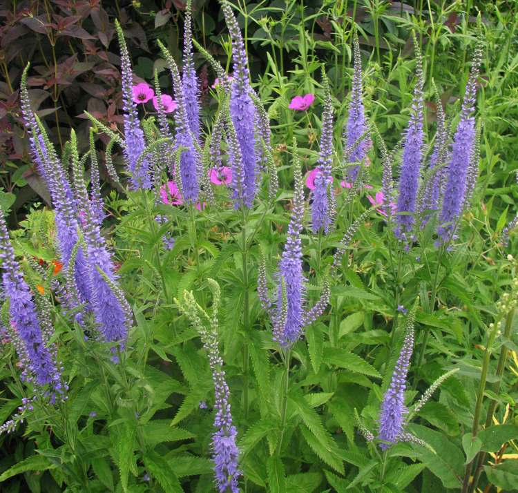 Image of Veronicastrum