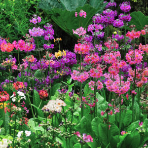 Primula x bulleesiana CANDELABRA PRIMROSE