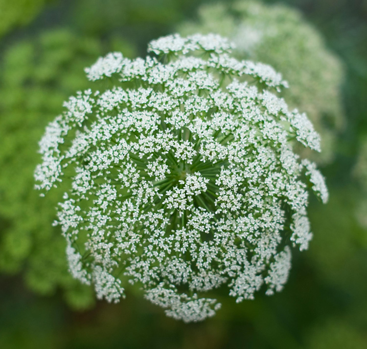 ammi visnaga 'Casablanca' SNOWY QUEEN ANNE'S LACE - SeedScape