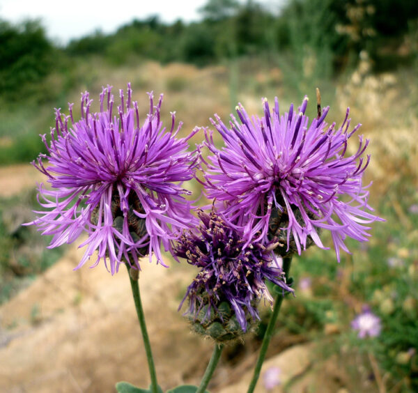 Centaurea scabiosa <p>BLACK TOP CORNFLOWER <p>No TAS / No WA</p>