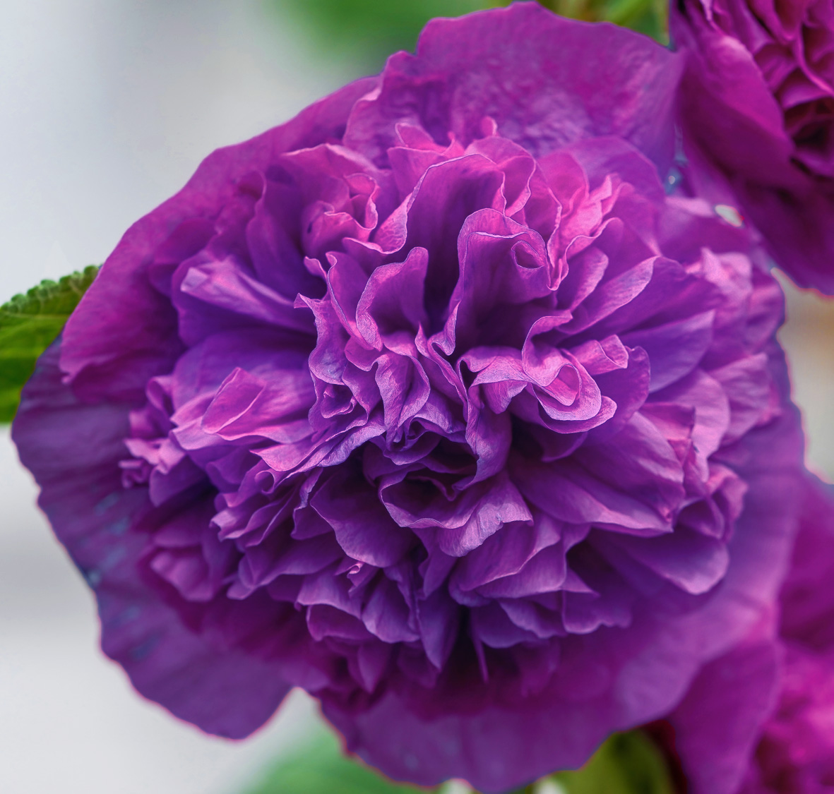 Alcea rosea 'Chater's Violet' VIOLET HOLLYHOCK - SeedScape