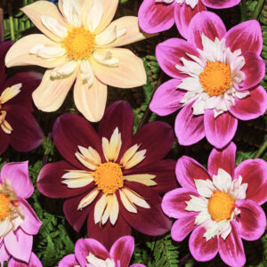 Dahlia pinnata <p>'Dandy Improved Mixed' <p>DANDY DAHLIAS MIX</p>