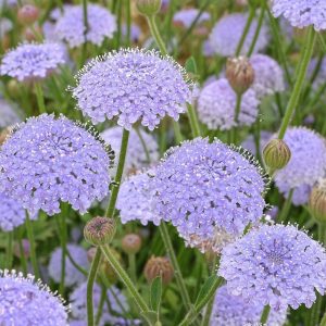 Didiscus caeruleus <p>'Lace Blue' <p>BLUE LACE FLOWERS <p>No WA</p>