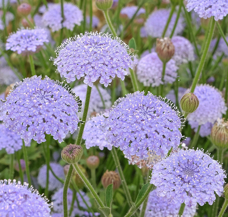 Didiscus caeruleus <p>'Lace Blue' <p>BLUE LACE FLOWERS <p>No WA</p>