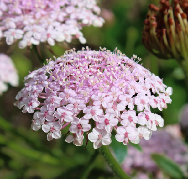 Didiscus caeruleus 'Lace Pink' PINK LACE FLOWERSNo WA - SeedScape