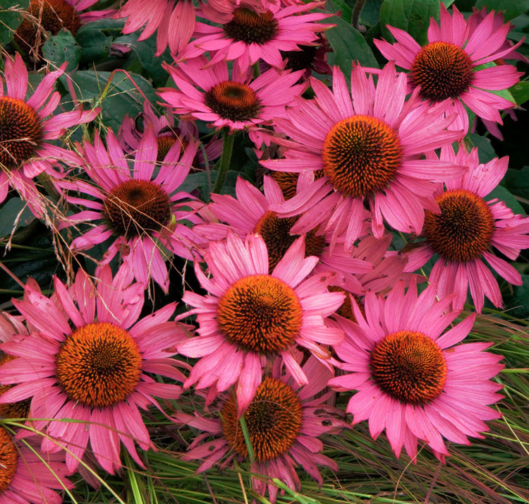 Echinacea purpurea <p>'Ruby Star' <p>RUBY STAR CONEFLOWER</p>