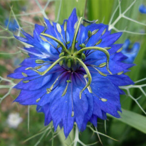 Nigella damascena <p>'Miss Jekyll's Indigo Blue' <p><p>INDIGO LOVE-IN-THE-MIST</p>