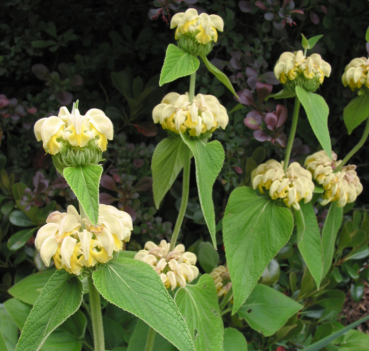 Phlomis russeliana <p>TURKISH SAGE</p>