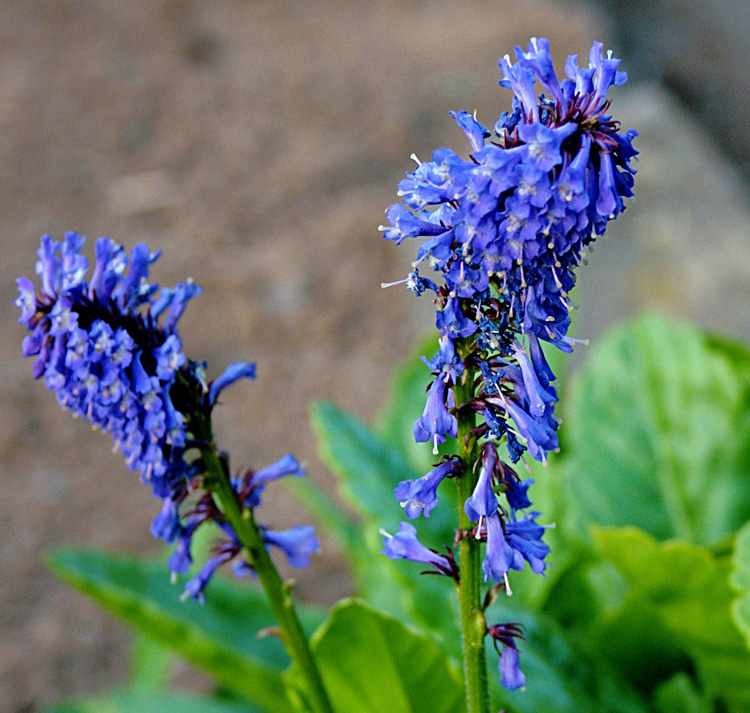 Wulfenia carinthiaca <p>COW'S FOOTSTEP <p>SALE: Buy 1 get 2 packs</p>